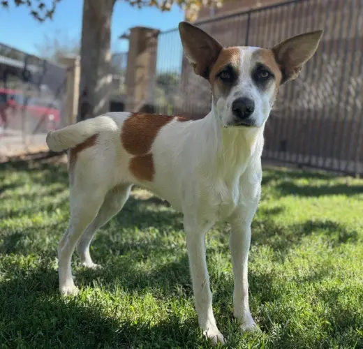 DAKOTA