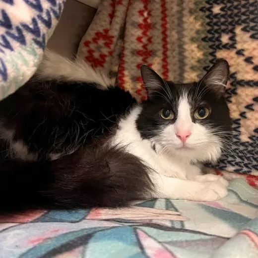 OREO