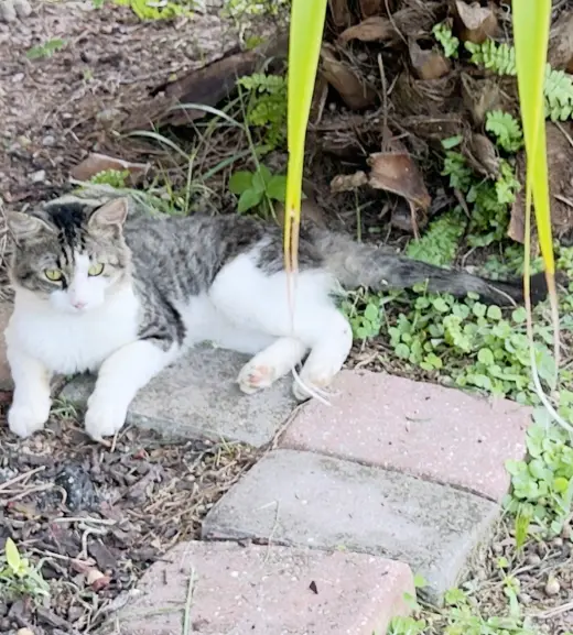 Crazy Cat