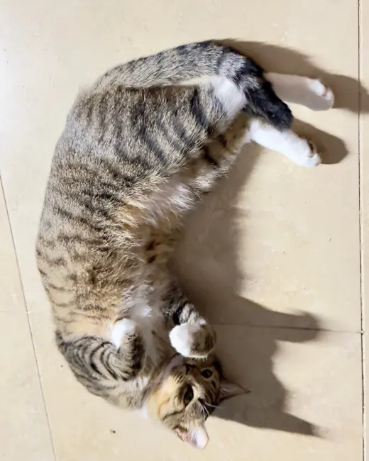 Meowby