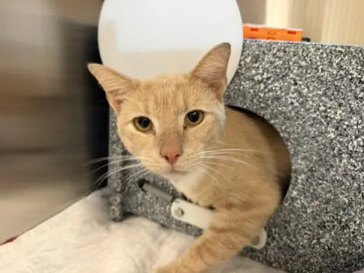 BUTTERNUT