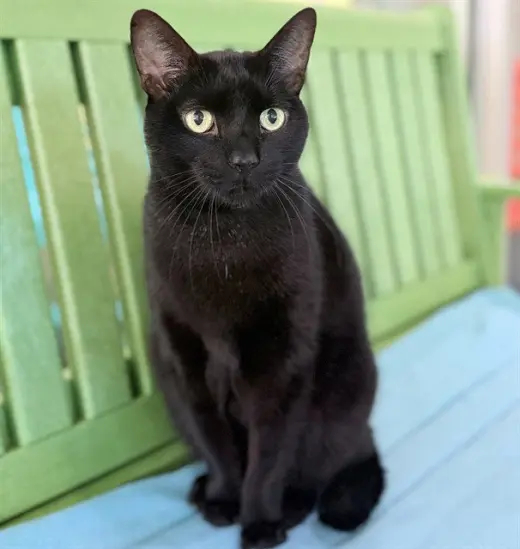 VADER