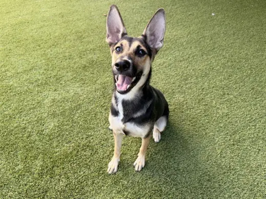 MAYA