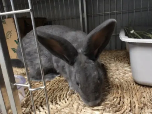 BONNIE