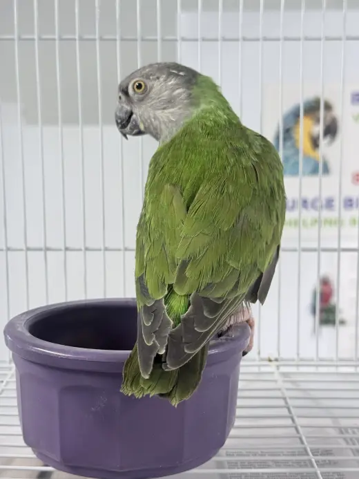 Rikki