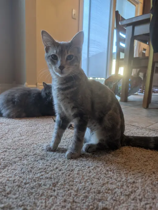 Mowgli - KBC