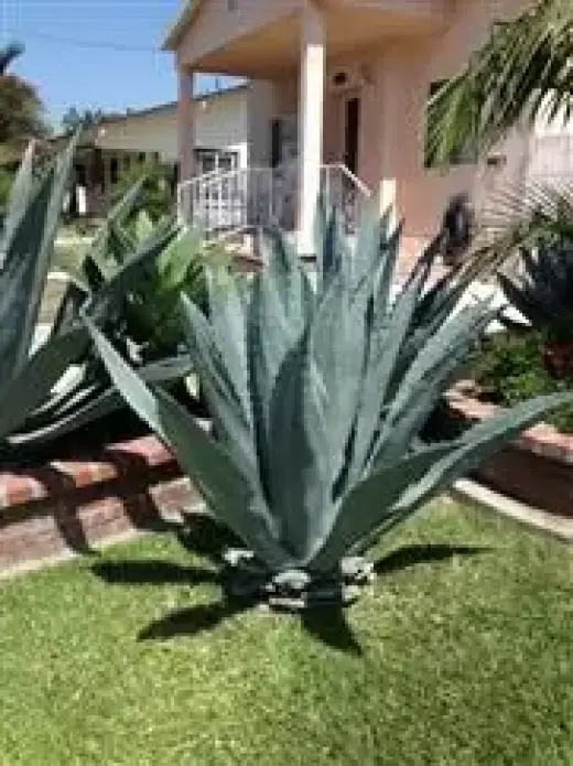 PLANTA DE MAGUEY