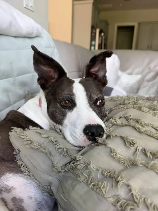 Mia