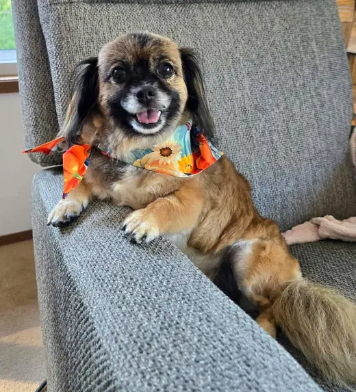 Schell, A Pekingese female