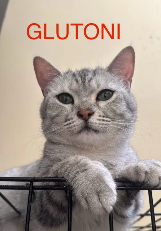 Glutoni