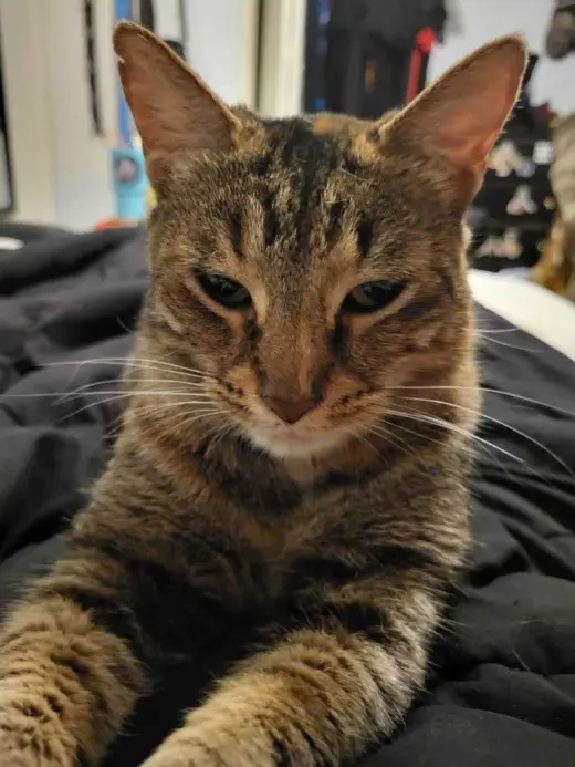 Mishi
