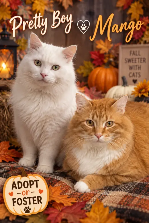 Pretty Boy & Mango:  Bonded (Middletown PS)