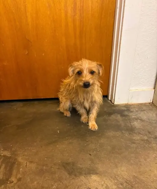 Willy - ADOPTION IN PROCESS