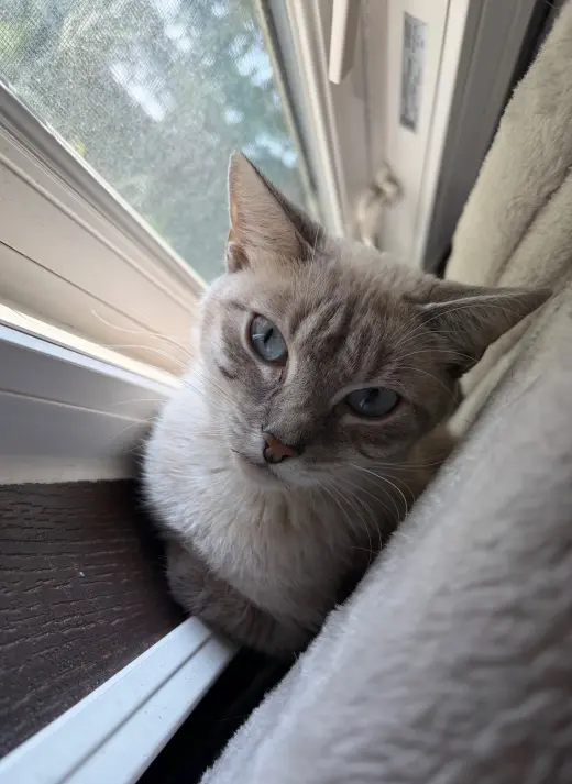 Olive- Meet at Petco at High Pointe Commons!