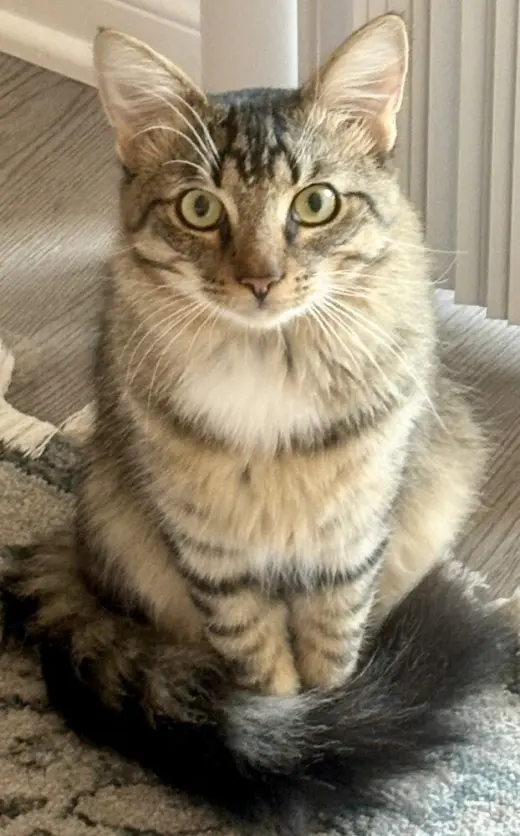 Alfie