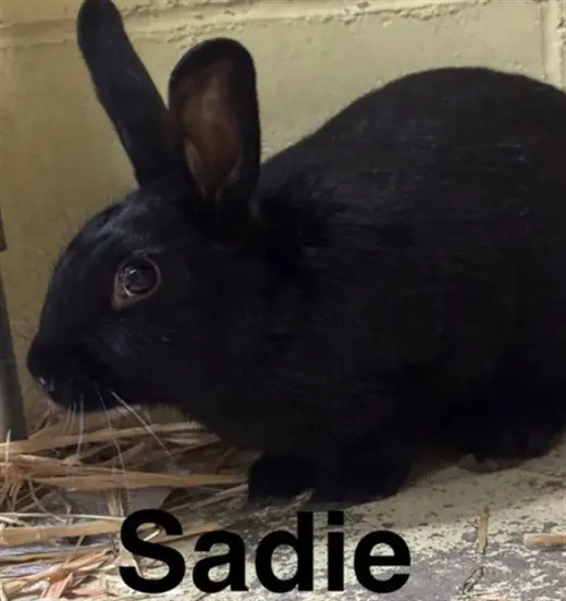 SADIE