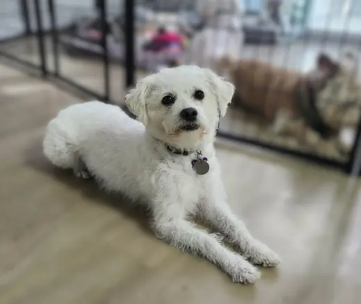 Sadie