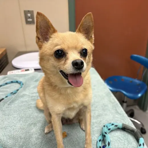 PIXIE