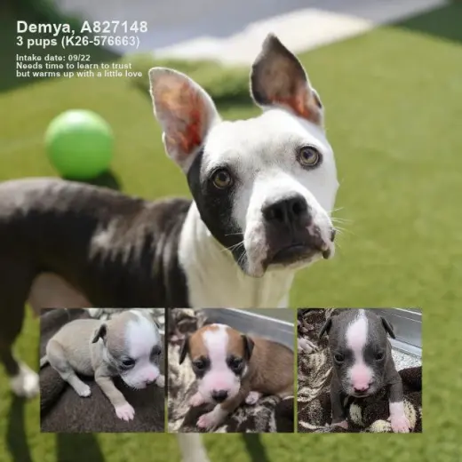 DEMYA