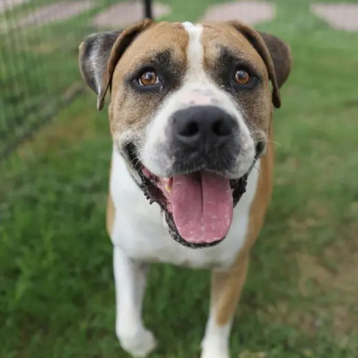 DUKE