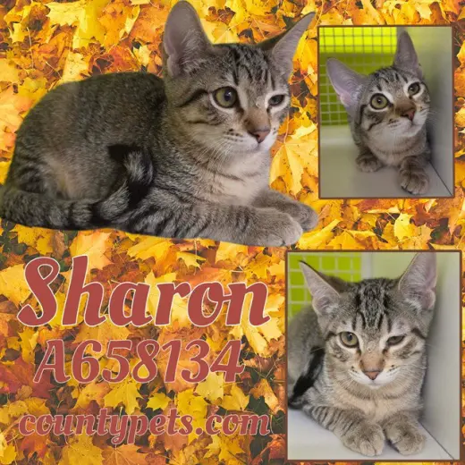 SHARON