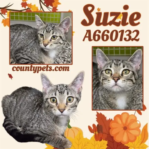 SUZIE
