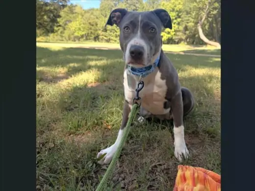 BUCKET