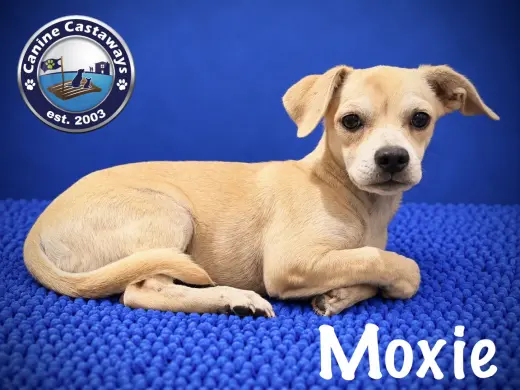 Moxie