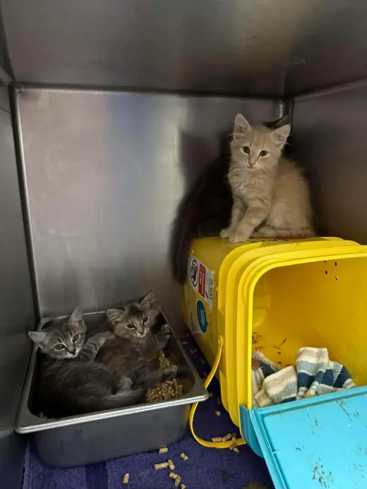 Missouri - At shelter