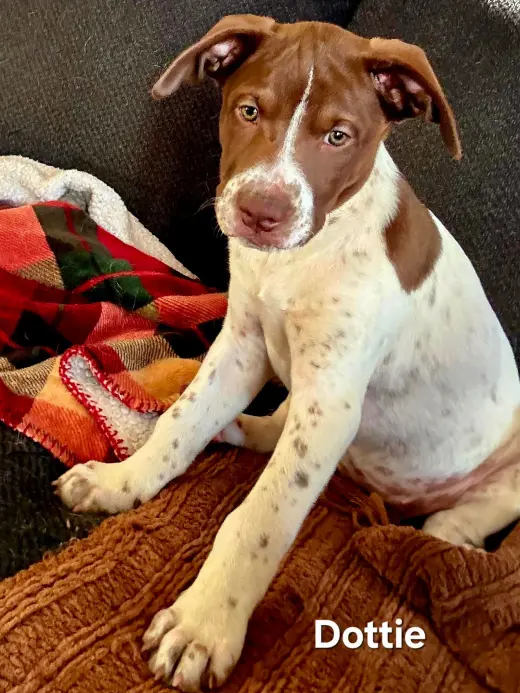 PUPPY DOTTIE