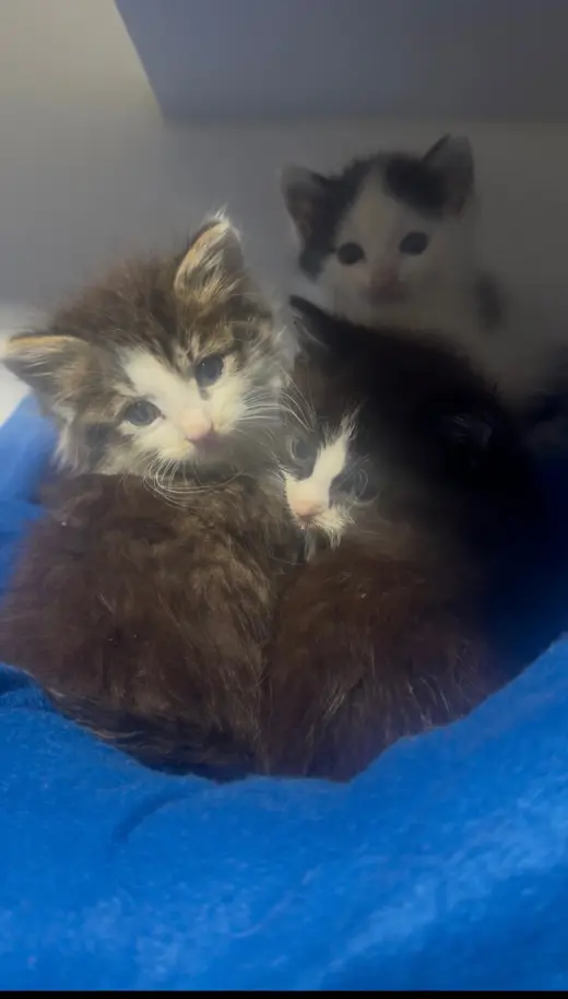 Fluffernutter