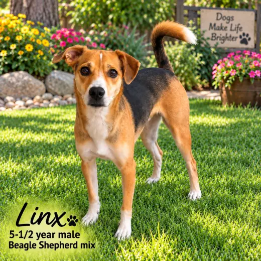 LINX – 5-1/2 YEAR MALE BEAGLE SHEPHERD MIX