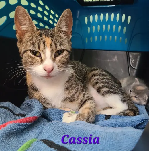 Cassia (Cash-uh)