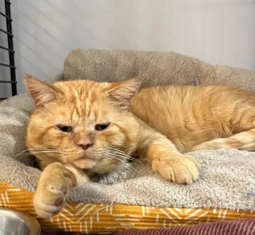 Moon Pie- FIV+
