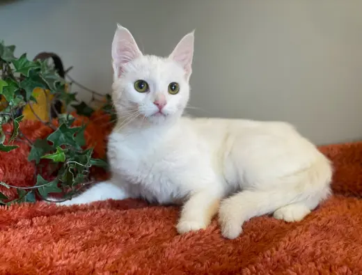 Frankie