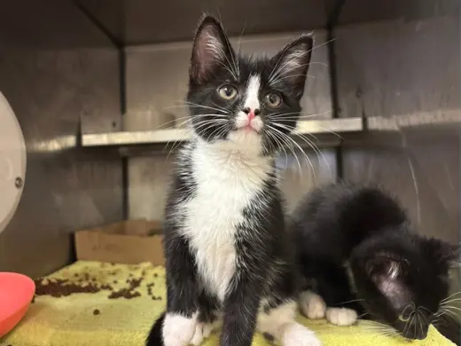 SIR POUNCE-A-LOT