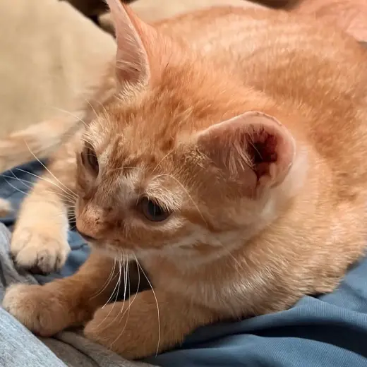 Julius