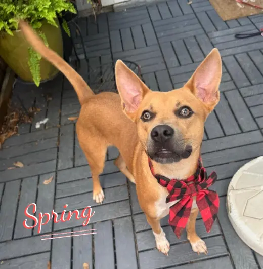 Spring #winsome-personality