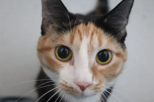 Merida