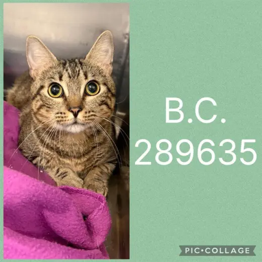 B.C.