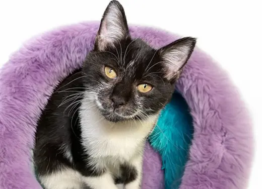 TINA