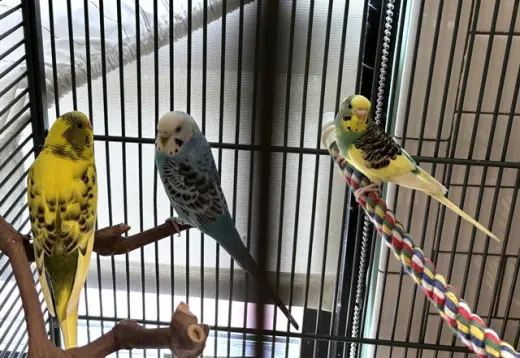 PEEPS