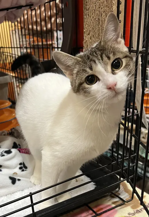 Chiffon