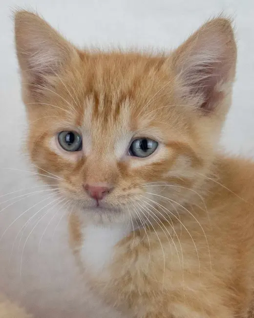Benny