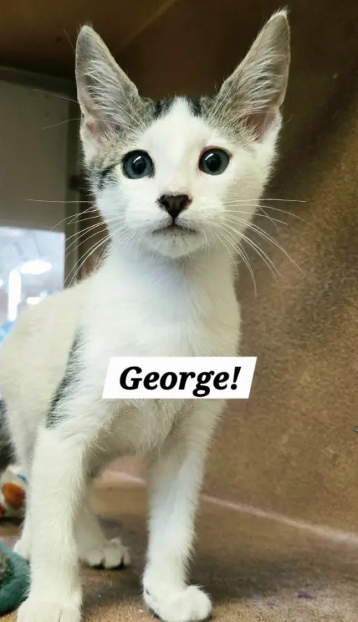 George