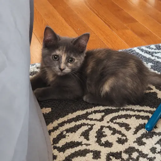 Rosie