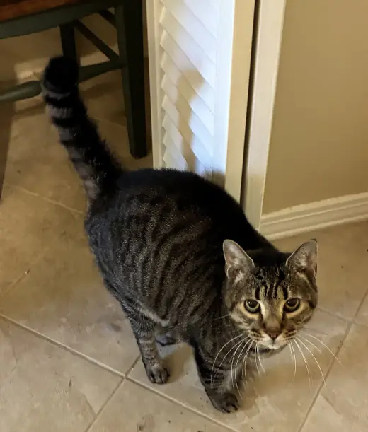 Baby (declawed)