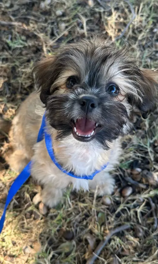 Groot - ADOPTION IN PROCESS
