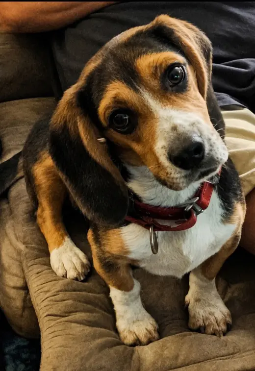 Elvis