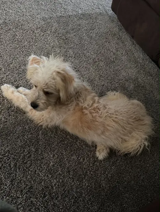 Chloe - ADOPTION IN PROCESS
